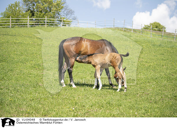 sterreichisches Warmblut Fohlen / Austrian warmblood foal / VJ-04048