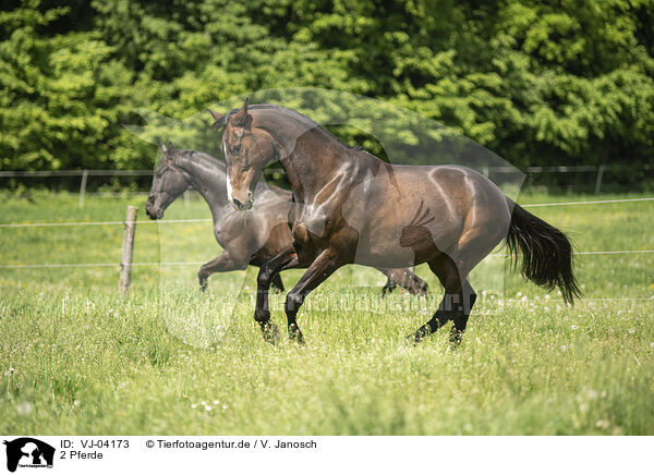 2 Pferde / 2 horses / VJ-04173