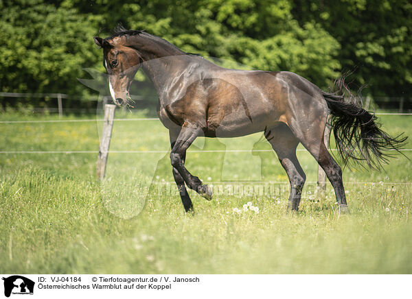 sterreichisches Warmblut auf der Koppel / VJ-04184