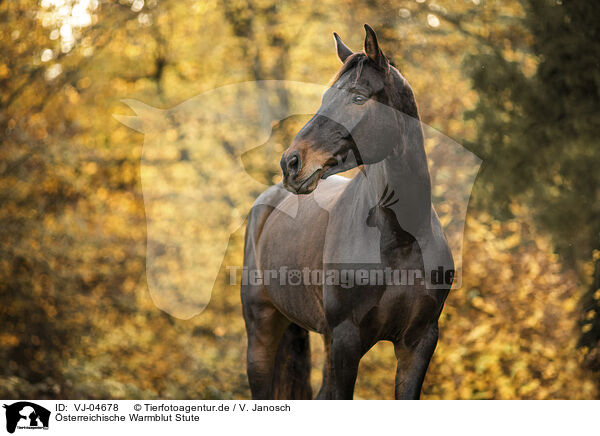 sterreichische Warmblut Stute / VJ-04678