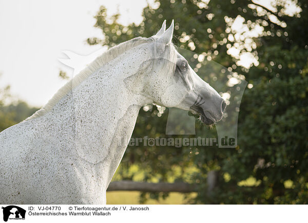 sterreichisches Warmblut Wallach / VJ-04770