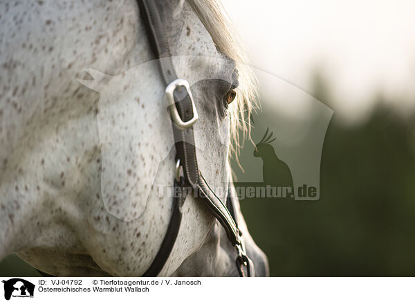 sterreichisches Warmblut Wallach / Austrian warmblood gelding / VJ-04792