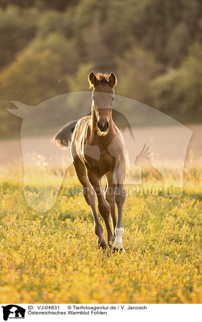 sterreichisches Warmblut Fohlen / Austrian warmblood foal / VJ-04831