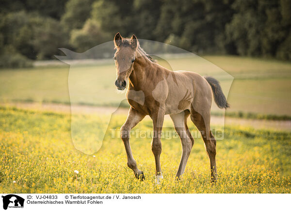 sterreichisches Warmblut Fohlen / Austrian warmblood foal / VJ-04833