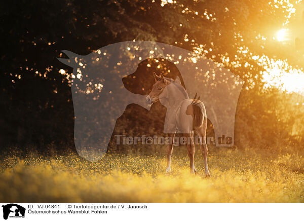 sterreichisches Warmblut Fohlen / VJ-04841