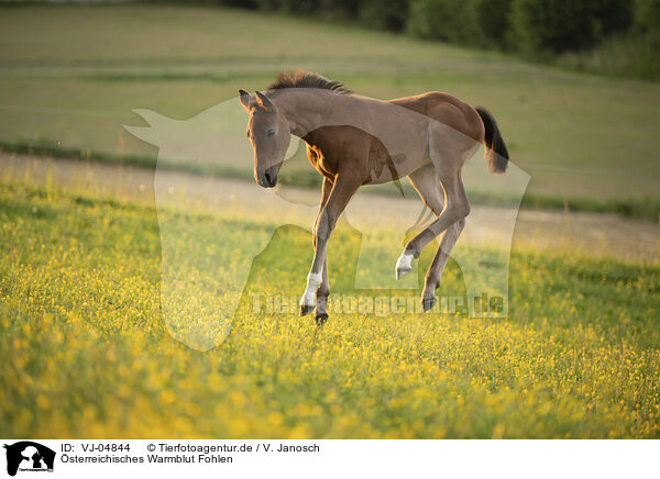 sterreichisches Warmblut Fohlen / Austrian warmblood foal / VJ-04844