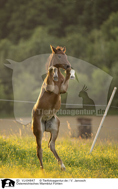 sterreichisches Warmblut Fohlen / Austrian warmblood foal / VJ-04847