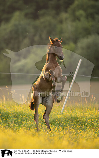 sterreichisches Warmblut Fohlen / Austrian warmblood foal / VJ-04851