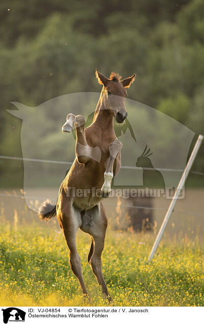 sterreichisches Warmblut Fohlen / Austrian warmblood foal / VJ-04854