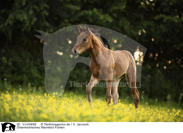 sterreichisches Warmblut Fohlen / Austrian warmblood foal / VJ-04858
