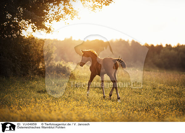 sterreichisches Warmblut Fohlen / VJ-04859