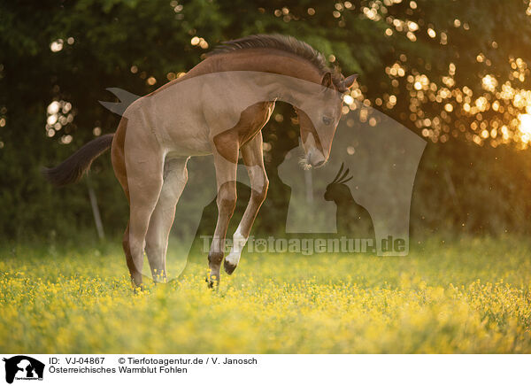 sterreichisches Warmblut Fohlen / VJ-04867