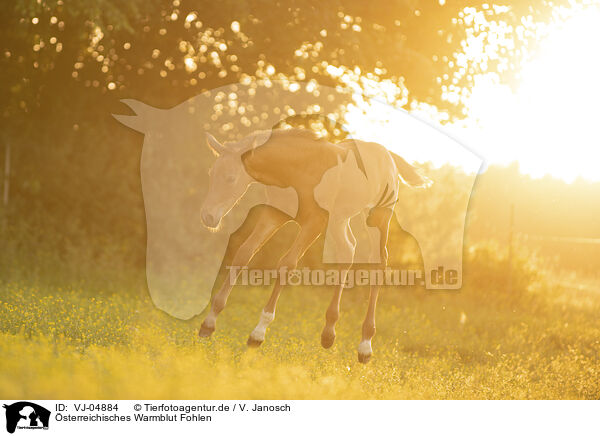 sterreichisches Warmblut Fohlen / Austrian warmblood foal / VJ-04884