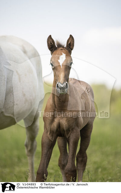 sterreichische Warmblter / Austrian warmbloods / VJ-04893