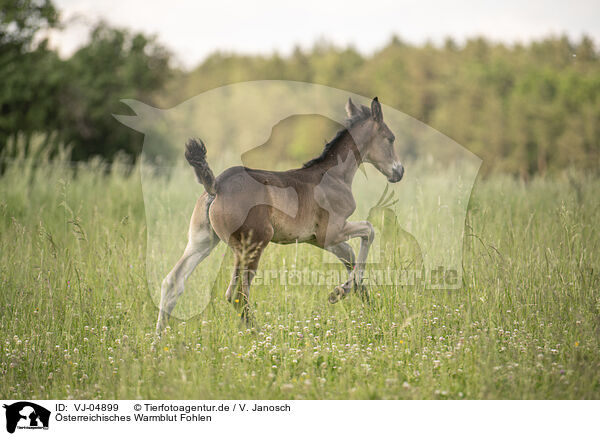 sterreichisches Warmblut Fohlen / VJ-04899