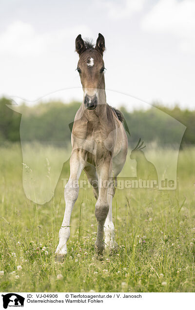 sterreichisches Warmblut Fohlen / VJ-04906