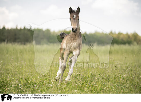 sterreichisches Warmblut Fohlen / Austrian warmblood foal / VJ-04908