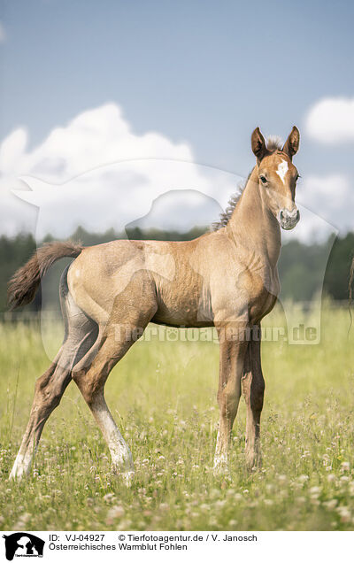 sterreichisches Warmblut Fohlen / VJ-04927