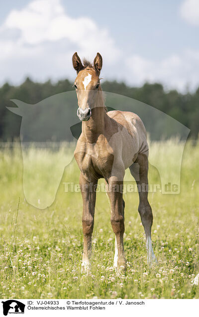 sterreichisches Warmblut Fohlen / Austrian warmblood foal / VJ-04933