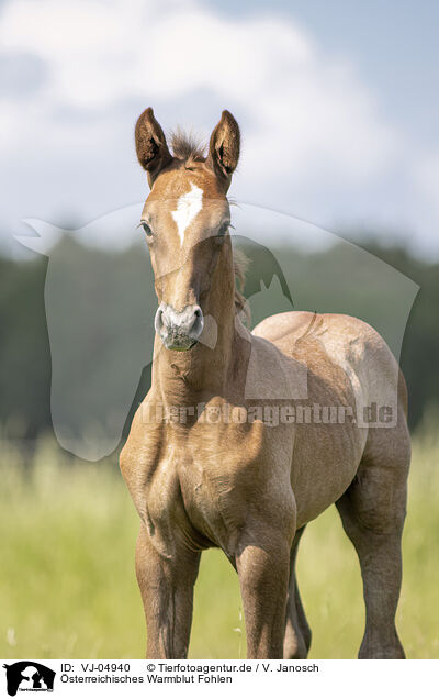 sterreichisches Warmblut Fohlen / Austrian warmblood foal / VJ-04940