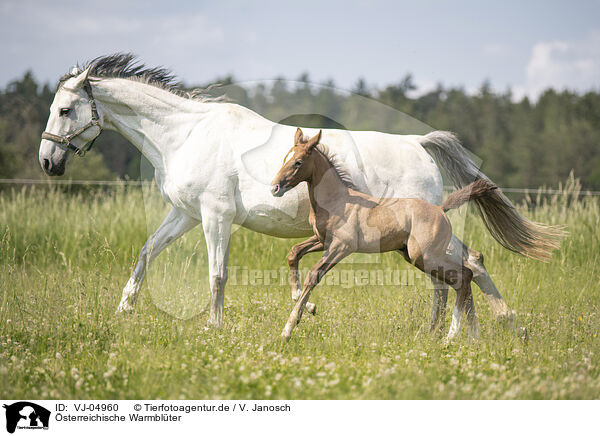 sterreichische Warmblter / VJ-04960