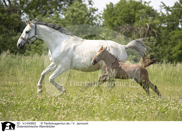 sterreichische Warmblter / Austrian warmbloods / VJ-04962