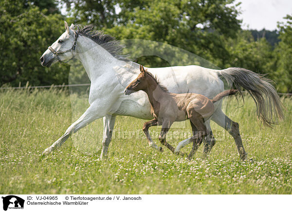 sterreichische Warmblter / Austrian warmbloods / VJ-04965