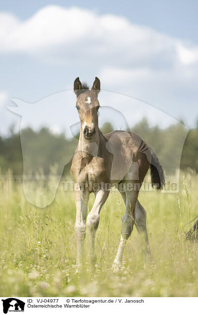 sterreichische Warmblter / VJ-04977