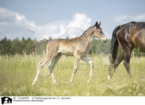 sterreichische Warmblter / Austrian warmbloods / VJ-04978