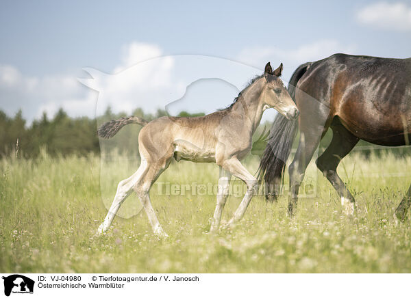 �sterreichische Warmbl�ter / Austrian warmbloods / VJ-04980