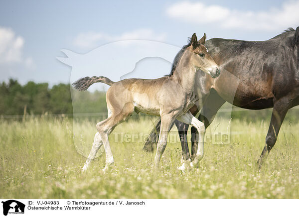 sterreichische Warmblter / VJ-04983