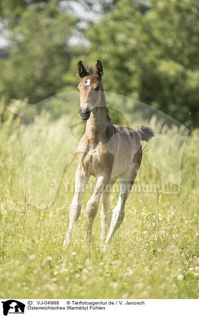 sterreichisches Warmblut Fohlen / Austrian warmblood foal / VJ-04988