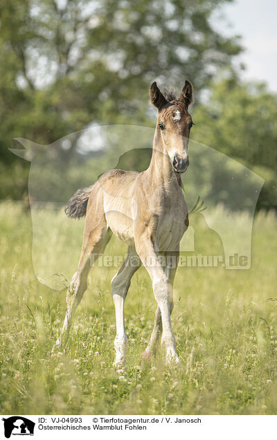 sterreichisches Warmblut Fohlen / Austrian warmblood foal / VJ-04993