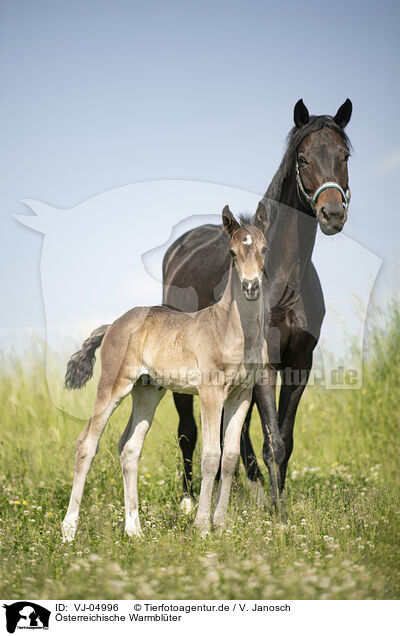 �sterreichische Warmbl�ter / Austrian warmbloods / VJ-04996
