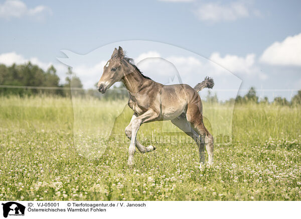 sterreichisches Warmblut Fohlen / Austrian warmblood foal / VJ-05001