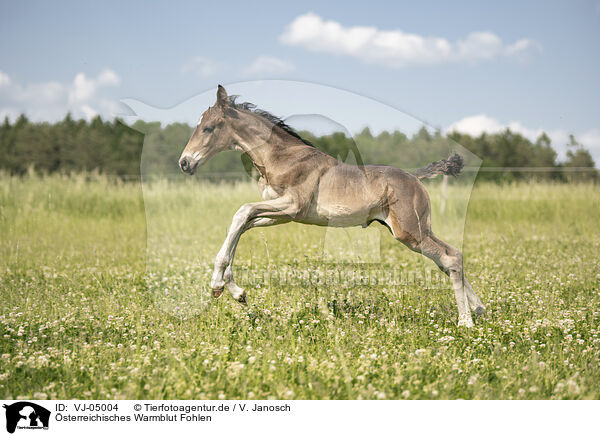 sterreichisches Warmblut Fohlen / VJ-05004