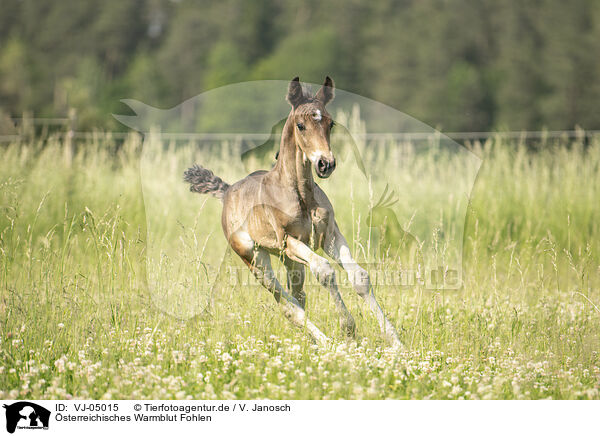 sterreichisches Warmblut Fohlen / Austrian warmblood foal / VJ-05015