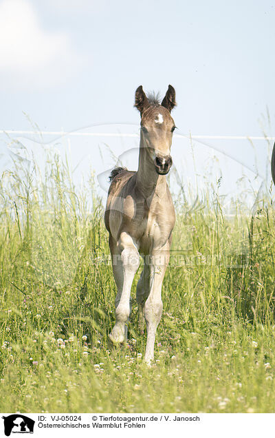 sterreichisches Warmblut Fohlen / Austrian warmblood foal / VJ-05024