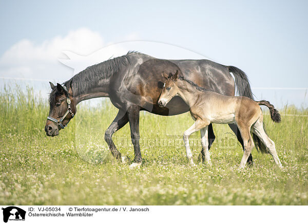 sterreichische Warmblter / VJ-05034