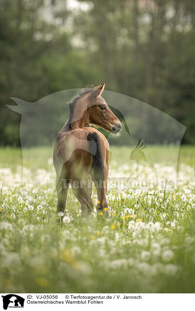 sterreichisches Warmblut Fohlen / Austrian warmblood foal / VJ-05056