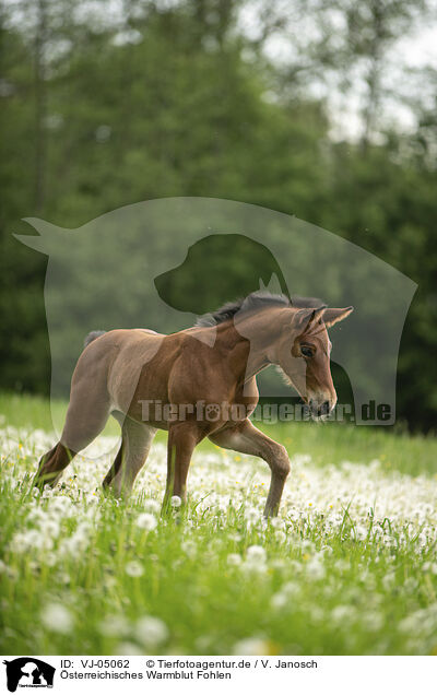 sterreichisches Warmblut Fohlen / Austrian warmblood foal / VJ-05062