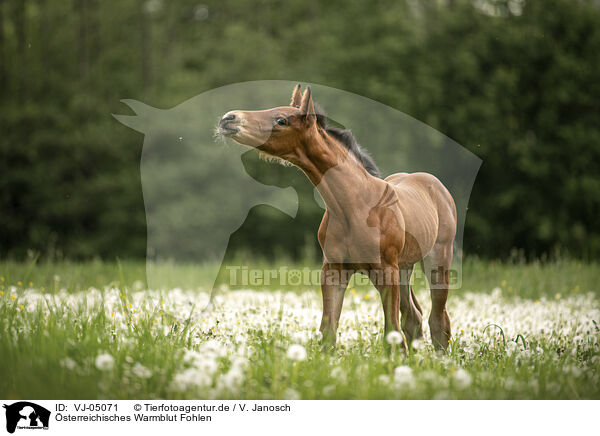 sterreichisches Warmblut Fohlen / Austrian warmblood foal / VJ-05071