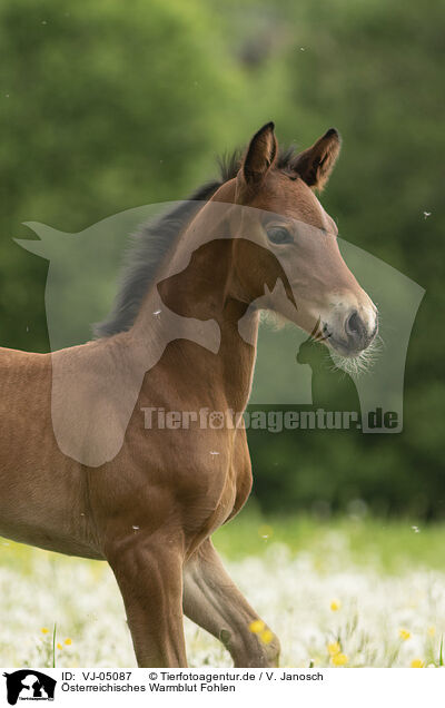 sterreichisches Warmblut Fohlen / VJ-05087