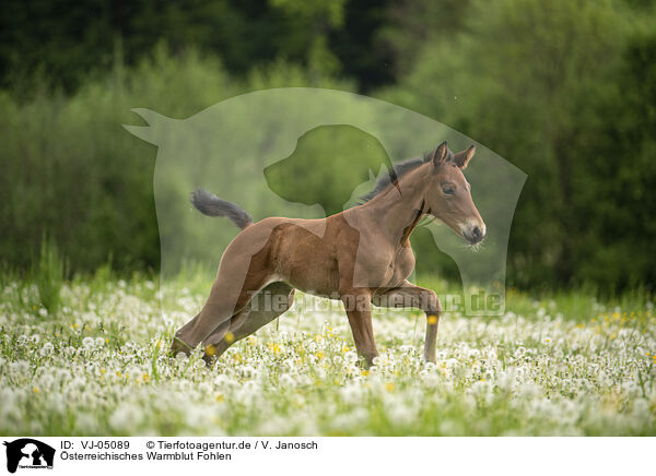 sterreichisches Warmblut Fohlen / VJ-05089