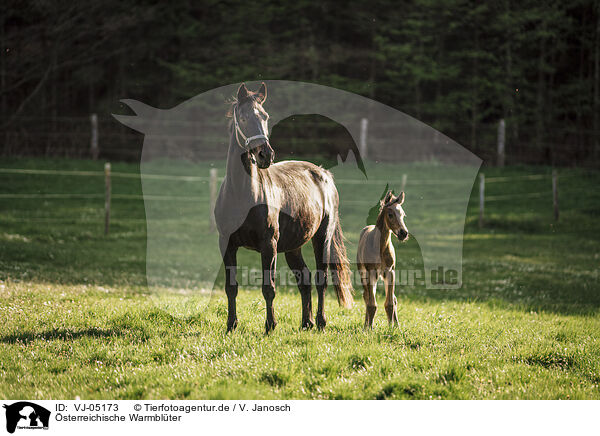 sterreichische Warmblter / Austrian warmbloods / VJ-05173