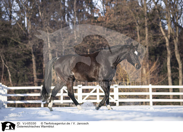 sterreichisches Warmblut / VJ-05330