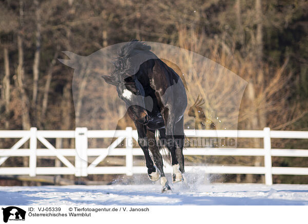 sterreichisches Warmblut / Austrian Warmblood / VJ-05339