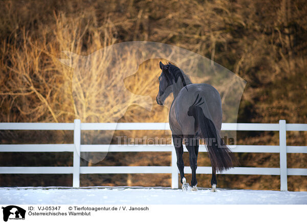 sterreichisches Warmblut / Austrian Warmblood / VJ-05347