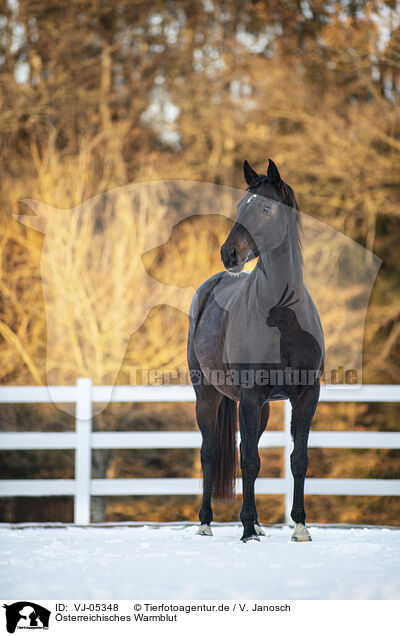 sterreichisches Warmblut / Austrian Warmblood / VJ-05348