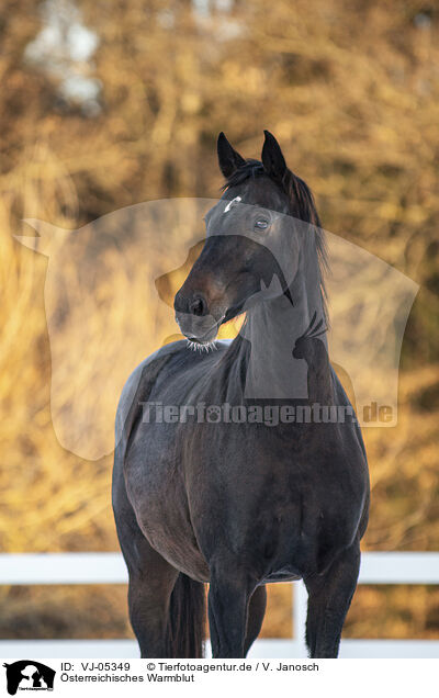 sterreichisches Warmblut / Austrian Warmblood / VJ-05349